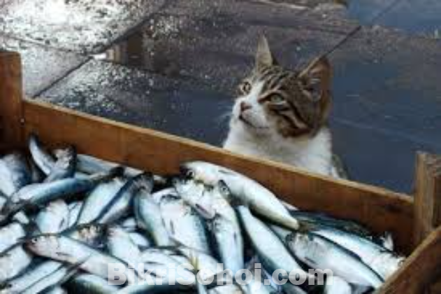 Fish for cat